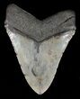 Fossil Megalodon Tooth - Light Grey Enamel #57171-2